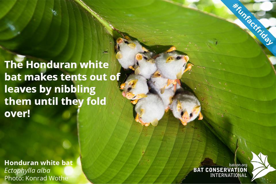 11391749_10153331717409519_5293547218828704826_n